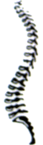 spine
